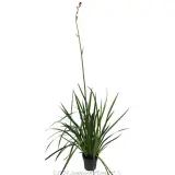Landscape Tangerine  Kangaroo Paw - Alternate photo