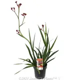 Bush Fury Kangaroo Paw - Plant photo