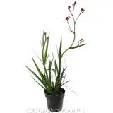 Bush Fury Kangaroo Paw - Alternate photo