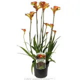 Bush Surprise Kangaroo Paw - Plant photo