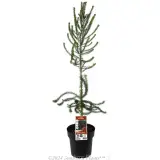 Heath Banksia - Plant photo