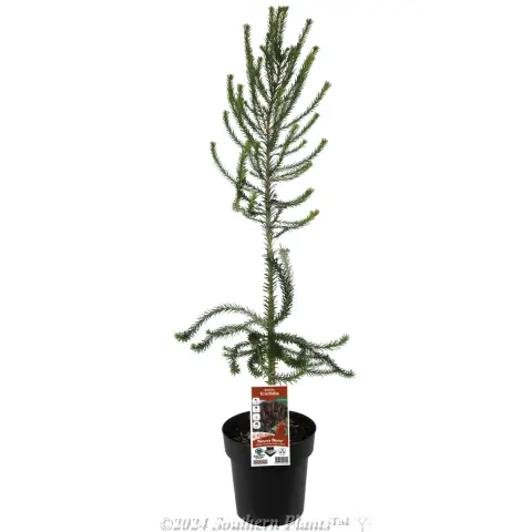 Heath Banksia