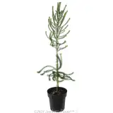 Heath Banksia - Alternate photo