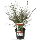 Brown Boronia - Plant photo