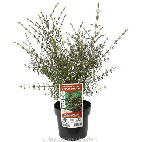 Brown Boronia