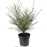 Brown Boronia - Alternate photo