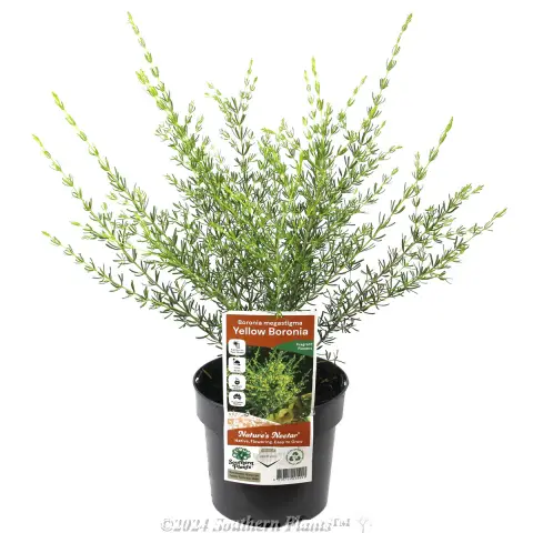 Boronia Lutea