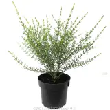 Boronia Lutea - Alternate photo
