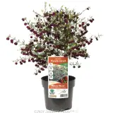 Boronia Purple Jared - Plant photo