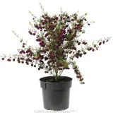 Boronia Purple Jared - Alternate photo