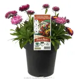 Mohave Strawflower - Plant photo