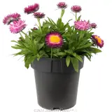 Mohave Strawflower - Alternate photo