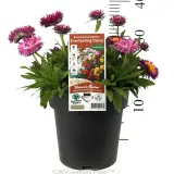 Mohave Strawflower - Product photo