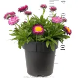 Mohave Strawflower - Reference photo