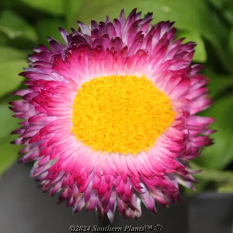 Mohave Strawflower