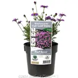 Cut-Leaf Daisy - Plant photo