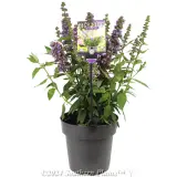 High Five Buddleja - Plant photo
