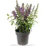 High Five Buddleja - Alternate photo