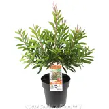 Bottlebrush Candy Burst™ - Plant photo