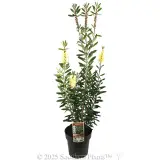 Bottlebrush Icy Burst™ - Plant photo