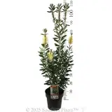 Bottlebrush Icy Burst™ - Product photo