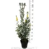 Bottlebrush Icy Burst™ - Reference photo