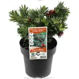 Callistemon LIttle John - Plant photo