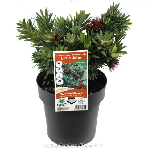 Callistemon LIttle John