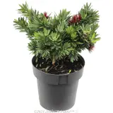 Callistemon LIttle John - Alternate photo