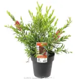 Bottlebrush Slim™ - Plant photo