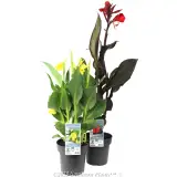 Canna Lily - Plant photo