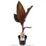 Canna Tropicanna® Phasion - Plant photo