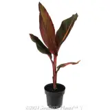 Canna Tropicanna® Phasion - Alternate photo
