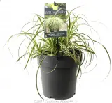 Carex Feather Falls - Plant photo