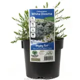 Confetti bush - Plant photo