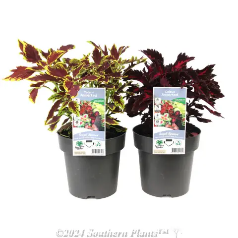 Coleus