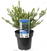 Dwarf Pink Diosma - Plant photo
