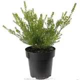 Dwarf Pink Diosma - Alternate photo