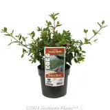 Correa Dusky Bells - Plant photo