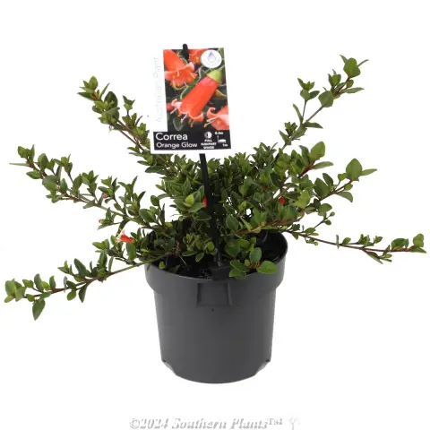Orange Glow Correa