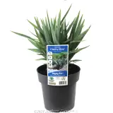 Dianella Clarity Blue™ - Plant photo