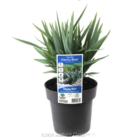 Dianella Clarity Blue™