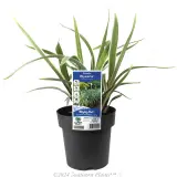 Dianella Wyeena - Plant photo