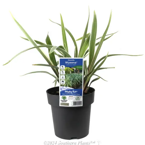 Dianella Wyeena