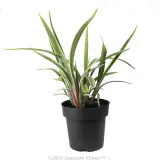 Dianella Wyeena - Alternate photo