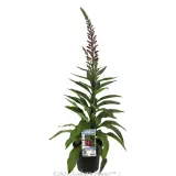 Digitalis Foxlight Ruby Glow - Plant photo
