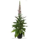 Digitalis Foxlight Ruby Glow - Alternate photo