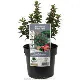 Escallonia Pink Pixi - Plant photo