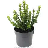 Dwarf spindle bush Green Rocket - Alternate photo