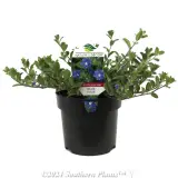 Blue Eyes - Plant photo